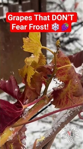 Grapes That DON’T Fear Frost! ❄️🍇 #shorts #grapes #coldhardygrapes #grapegrowing #grapevine #top