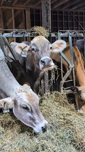 Just a happy cow enjoying her alfalfa This cow always makes me giggle. She is always bubbly and happy.... especially about eating 😂 #happycows | Leaning Oaks Farms