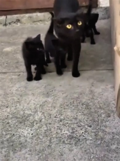 Mother cat protect her kittens 😺😹 #mothercat #protection #funnyvids #kittensoftiktok