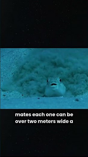 The Fish That Builds Sand Art Underwater