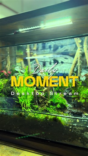 Creating a Living Forest Stream in Your Home