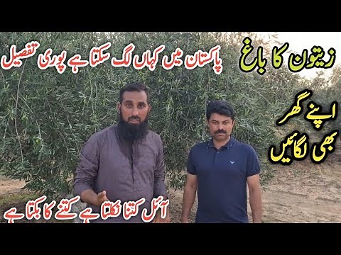 Olive (زیتون) cultivation |Olives farming |How to grow olive trees, Profitable farming |IR FARM