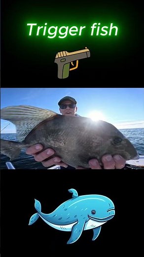 What a face Mr. Trigger.