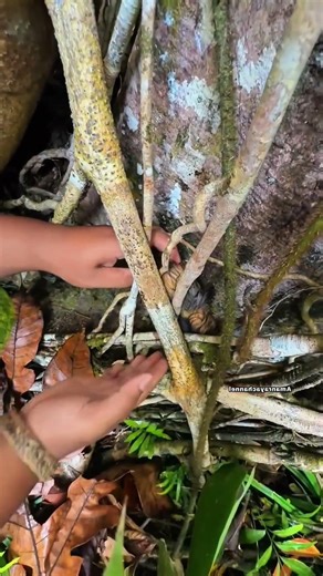 mouse trap 🪤 #animals #naturelovers #shortvideo #youtubeshorts