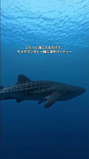 海が、どれほど尊く、強い存在なのかを思い出させてくれる場所🌊#絶景 #海外旅行 #ご褒美旅行 #観光 #パラオ #絶景スポット #travel