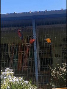 9.3K views · 42 reactions | Mago on Reels | Facebook