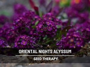 Oriental Nights Alyssum Seeds – Heirloom, Fragrant Purple Groundcover, Deer Resistant, Edging & Border Flower | 100 Seeds - Etsy
