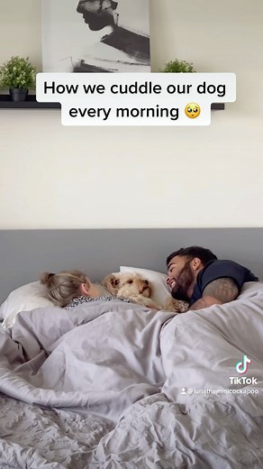 Luna The Mini Cockapoo | The ending is the cutest part! 😭 #doglove #puppylove | Instagram