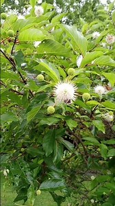 How to Identify a Buttonbush #plantidentification #easttndude #nature #bushes #tennessee