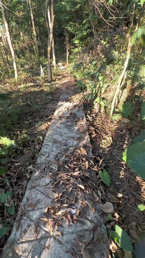 Instantly blows away fallen leaves covering the ground, with efficiency ten times that of a broom. #leafblower #dewalttools #outdoor #tools #gardenessentials