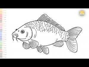 Common carp fish drawings easy | Fish drawing tutorial | How to draw A Carp fish step by step