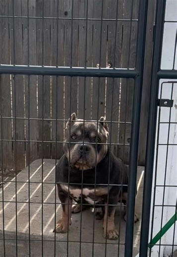 Midas of Loz Bullies, 3x Ch Lucky Luciano and 4x GrCh Dax, all in his 4 gen ped 🙌🏻 #LozBulliesLLC #ABKC #PocketBully #AmericanBully #Bully