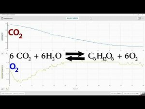 Fotosyntéza a dýchanie rastlín