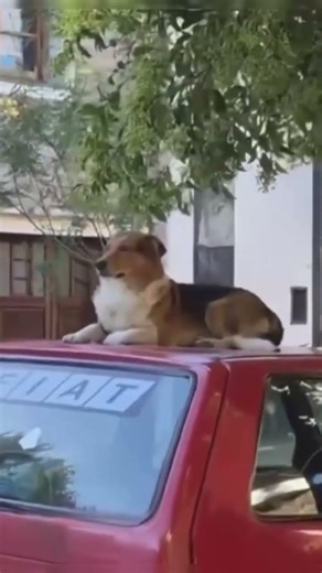 Este es el video más hermoso que verás hoy 🐶❤️