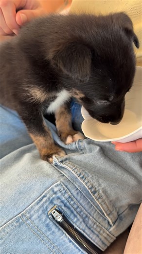 SURF WITH LILY on Instagram: "Rescue on Skid Row was made possible with @joey.tuccio & his team-his voice shedding light on the repeated abuse to animals led us to know about & save some tiny fragile lives❤️🐾 @thelabellefoundation came on board & took 2 of these pups 🙏🏽🐾 Doggie Bonez is working to intercept pups in encampments, illegal breeding cases & high kill shelters, the crisis keeps us working day & night with little time to think about asking for donations. I’m taking this moment to a