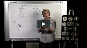 REPRODUCTIVE 3. Spermatogenesis and Oogenesis