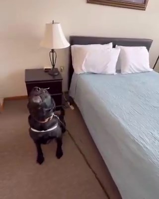 Meet Zephyr, a professionally trained bed bug detector dog! When he catches the scent of live bed bugs, he sits and flashes a big, exuberant smile at his handler. His quick, noninvasive inspections help find infestations fast for prompt treatment.