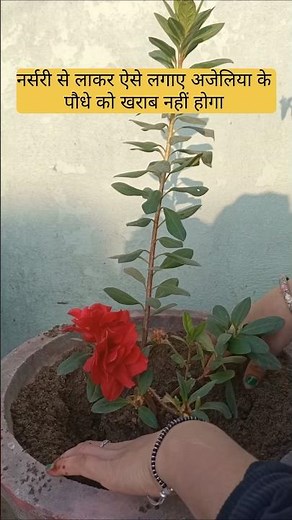 Azalea plant care tips#viral #winterblooms #loving_garden #shortvideo #trendingshorts