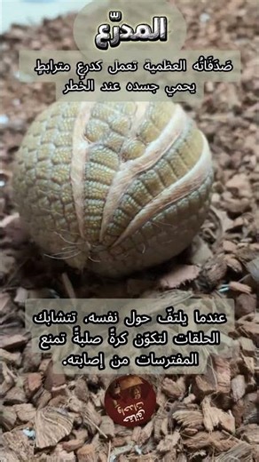لن تصدّق كيف يحمي نفسه! #عجائب_الطبيعة #اكسبلور |Armadillo #fyp