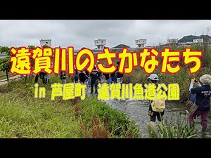 遠賀川の魚たち in芦屋町 遠賀川河口堰魚道公園
