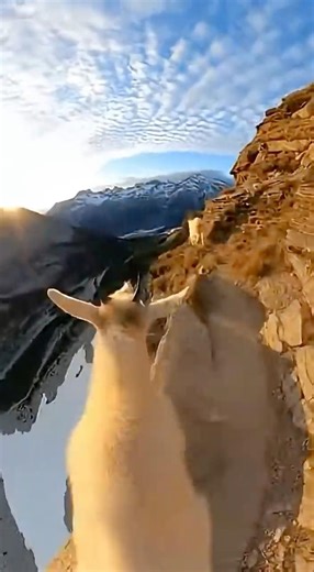POV: a Montain Goat | #goat #chill #asmr