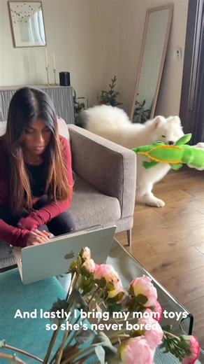 16 reactions | Boomer knows the importance of regular grooming appointments and PetSmart's professional stylists have his back  | PetSmart | Facebook