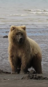 Grizzly mom and cub go clamming, Silver Salmon Creek, Alaska | Village life
