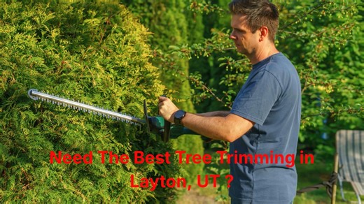 Timber Cuts Tree Service : Tree Trimming in Layton, UT
