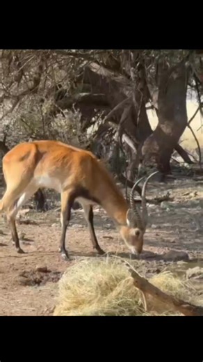 Perfect shot on this beautiful Lechwe ram! #bowhunting #archery #PerfectShot #Lechwe | Tom Miranda Hunting Safaris
