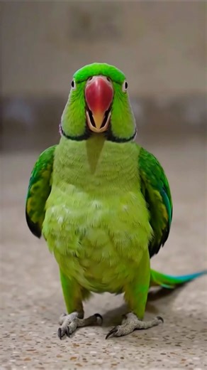 😄😄😄“Mitthu Ready for Cricket 🏏😄 | Funny Parrot”dono par utha raha hai.