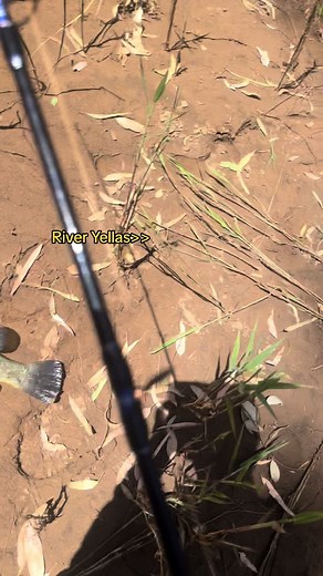 Exploring the Beauty of Australian Native Fish