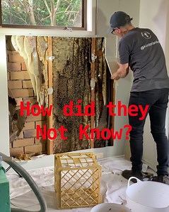 How can 50,000 bees live inside a wall and no one notices? 🐝 It happens more often than you’d think. People might see a few bees coming and going, but they have no idea what’s hiding just behind the bricks. 🐝 In this video, we reveal an 18-month-old colony built deep inside a wall cavity, complete with over 50 kilograms of honeycomb, brood, and bees. It’s a powerful reminder of why killing a nest is never the answer. The bees are only half the problem. The mess they leave behind is where the r