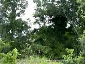 Amtrak Train #59 Byram MS Saturday 7/7/2007