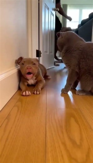 🐾🔥 Tiny Puppy Cries for Help… Then Pitbull Mom Enters Like a Boss #petdrama #doglover #cat