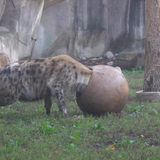 20K views · 737 reactions | What will spotted hyena Nyota find? | Milwaukee County Zoo | Facebook