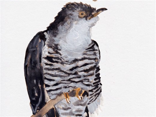 英国音乐人Cosmo Sheldrake - Cuckoo Song