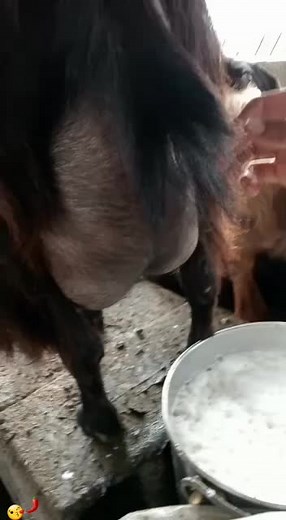 Video di Peppe_Maciste (@peppe_maciste) con Arabic Violin Remake - Suhail Ahmad