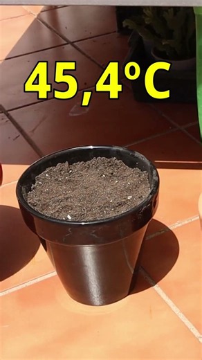 ¡Medimos la temperatura de la maceta negra!