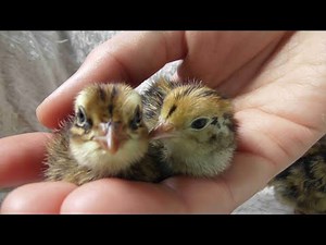 CELADON QUAIL CHICKS ~ One Day Old ~ Hatching Quail