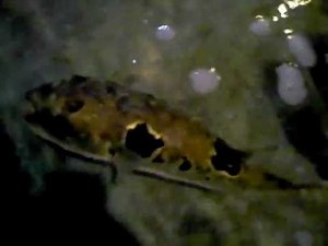 Poisson Fugu dans un aquarium