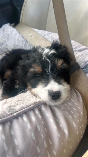 Kelli Floyd Puppy Training Professional and Educator IACP AKC | Regression, Regulation & Rebound 🐶 One of the most common things I see with puppies is regression. Sometimes it happens during big... | Instagram