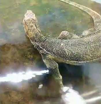 進撃のミズオオトカゲin東山動植物園
