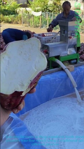 Sweet Potato Starch Making:Fresh Farm Process