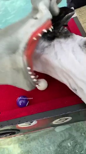 the.shark.puppet on TikTok