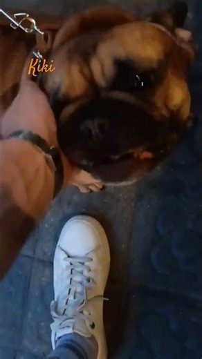 Dogs in Barcelona - Kiki