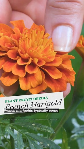 A garden favorite for their brightly-colored flowers, French marigolds are easy to grow and care for. Learn more: https://bit.ly/43PyQjh | Better Homes & Gardens