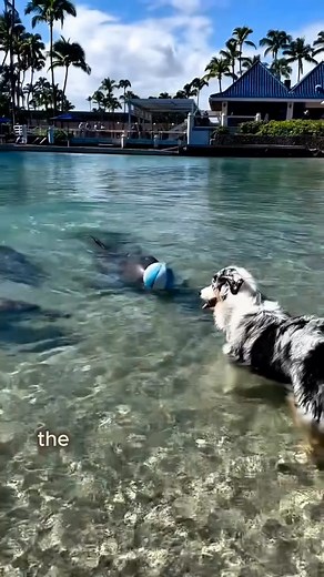 A therapy dog with dolphin friends. #foryou #animals #dolphin #dog #friendship | smile.Zooo