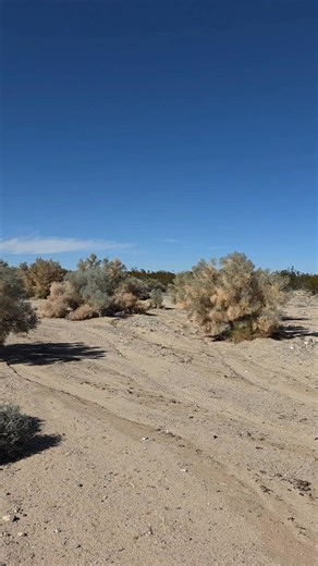 The Mojave Smoke Bush.... Way underutilized in Landscaping for Southern California & the Sonoran Desert Region. The leafless branches look like puffs of smoke on the alluvial fans of the Desert! | Crime Pays But Botany Doesn't