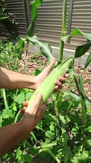 トウモロコシの収穫 #家庭菜園