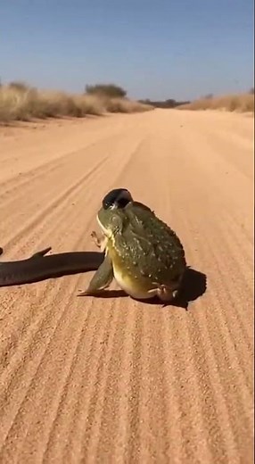 Giant Bullfrog vs Snake: Nature's Most Unexpected Fight! 🐸🐍 #shorts #animals #wildlife #viral #frog